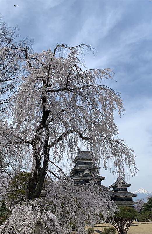 桜の季節・国宝松本城に行ってきました