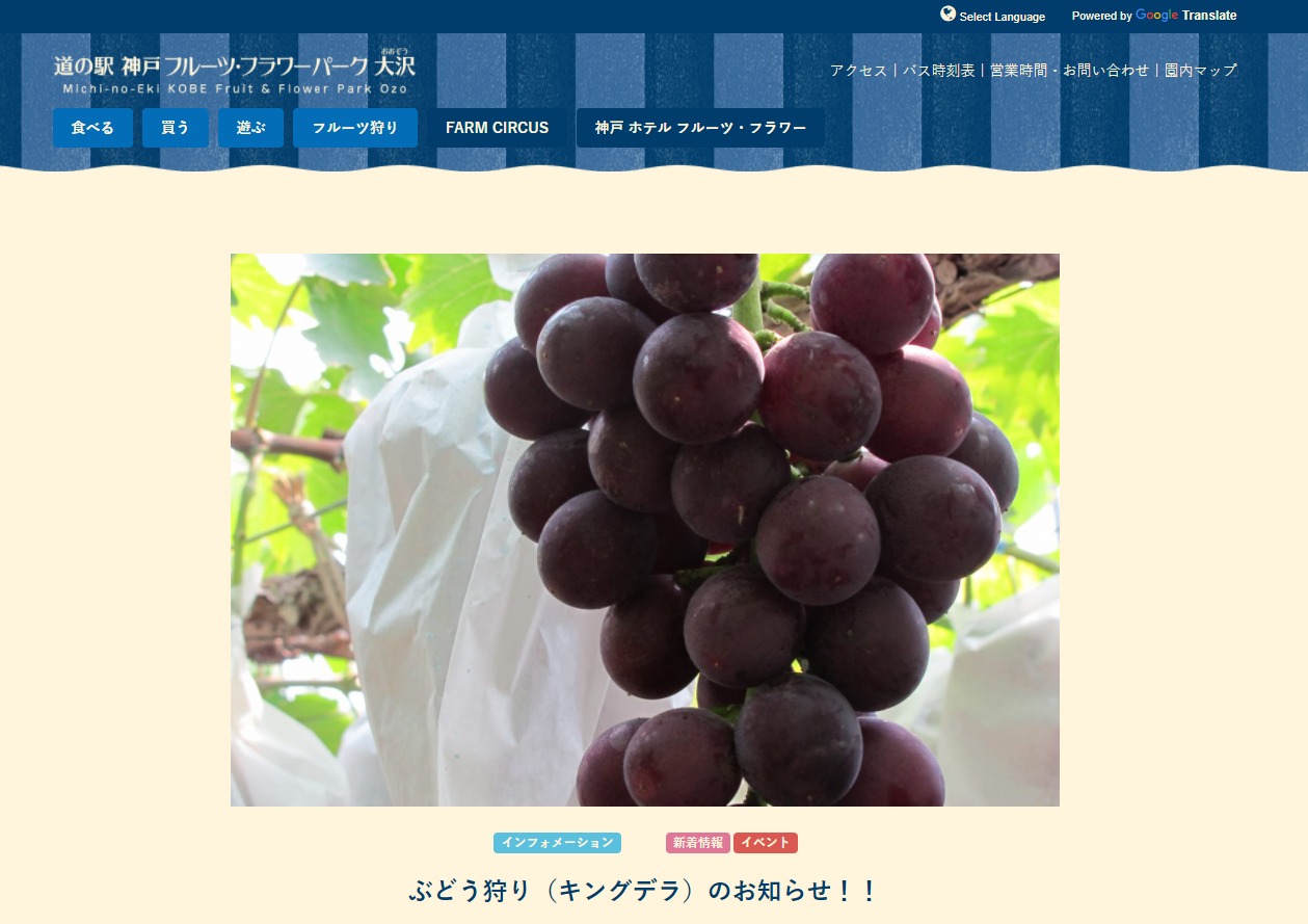 神戸フルーツフラワーパーク大沢でブドウ狩りが開催中！ イメージ